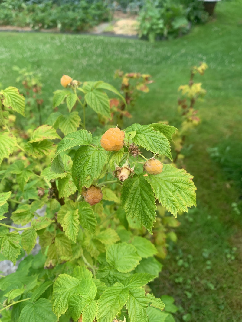 L'image montre un framboisier avec des fruits jaunes et des feuilles vertes. Il pousse dans un jardin devant une pelouse.