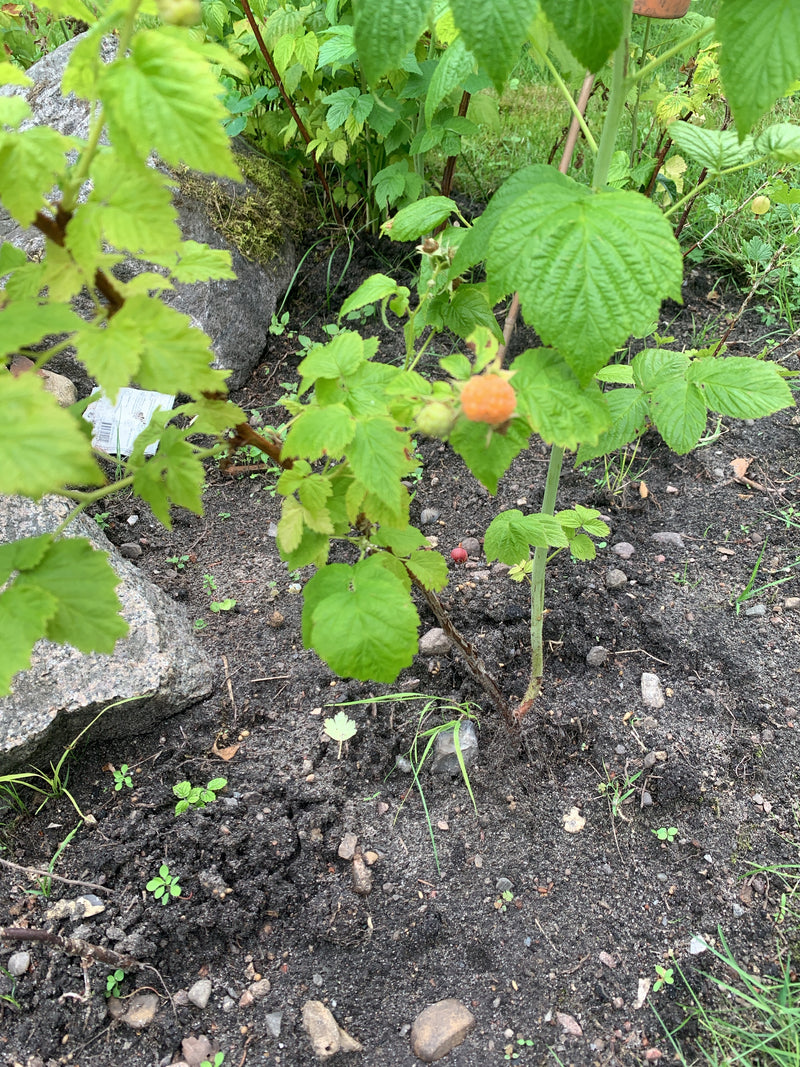 On voit un jeune plant de framboisier avec des feuilles vertes et une baie mûrissant jaune-orangé. Il pousse dans un lit de jardin sur un sol sablonneux à cô...