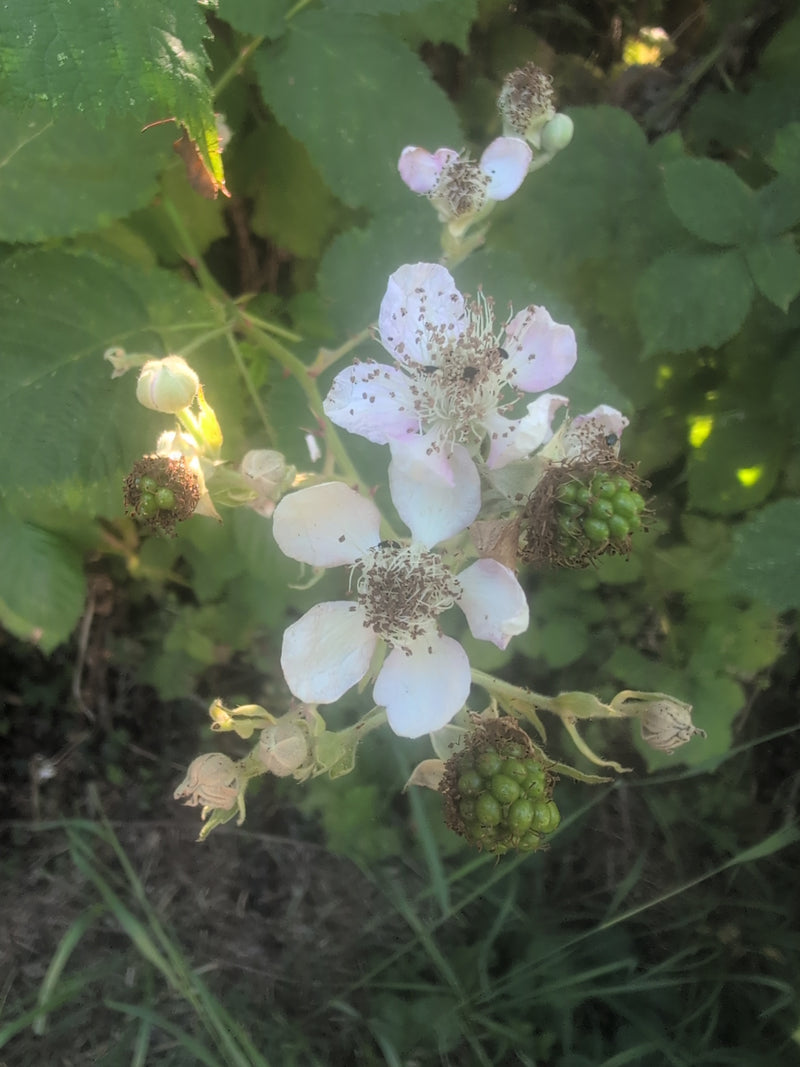 Coléoptère du framboisier — Bild 1