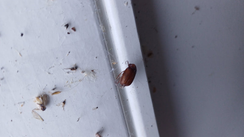 Un Byturus tomentosus est posé sur une surface claire et lisse. L'insecte est clairement visible et au repos.