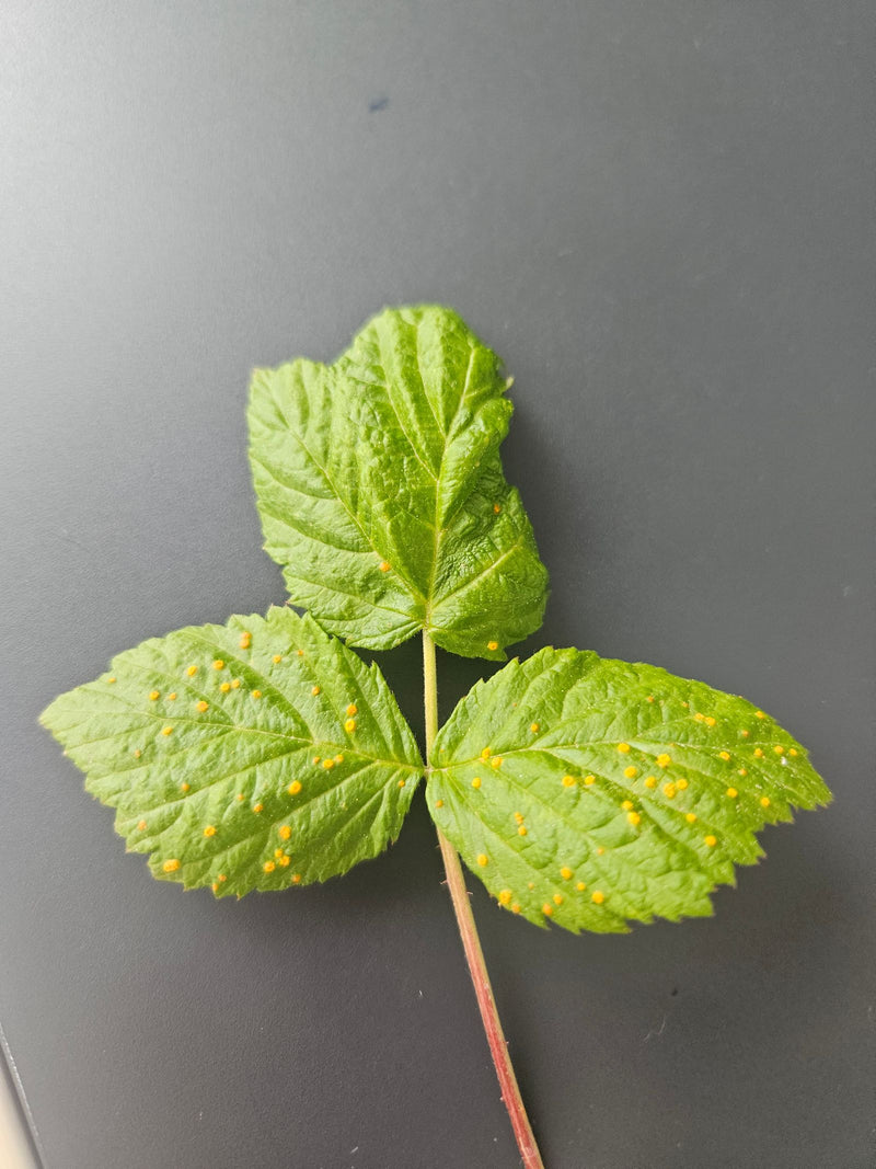 Rouille du framboisier — Bild 1