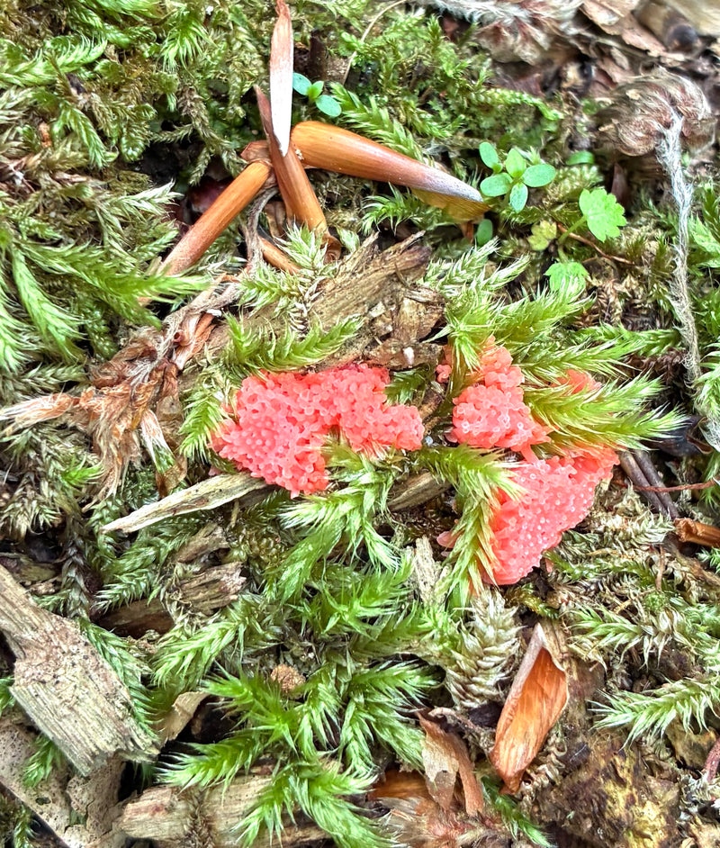 Coussin de spores de framboise — Bild 1