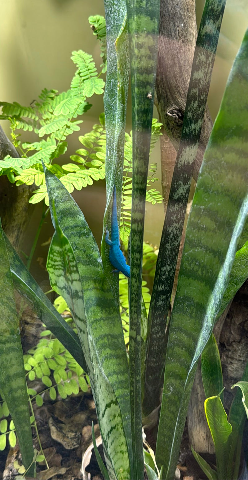 Gecko diurne nain bleu ciel — Bild 2
