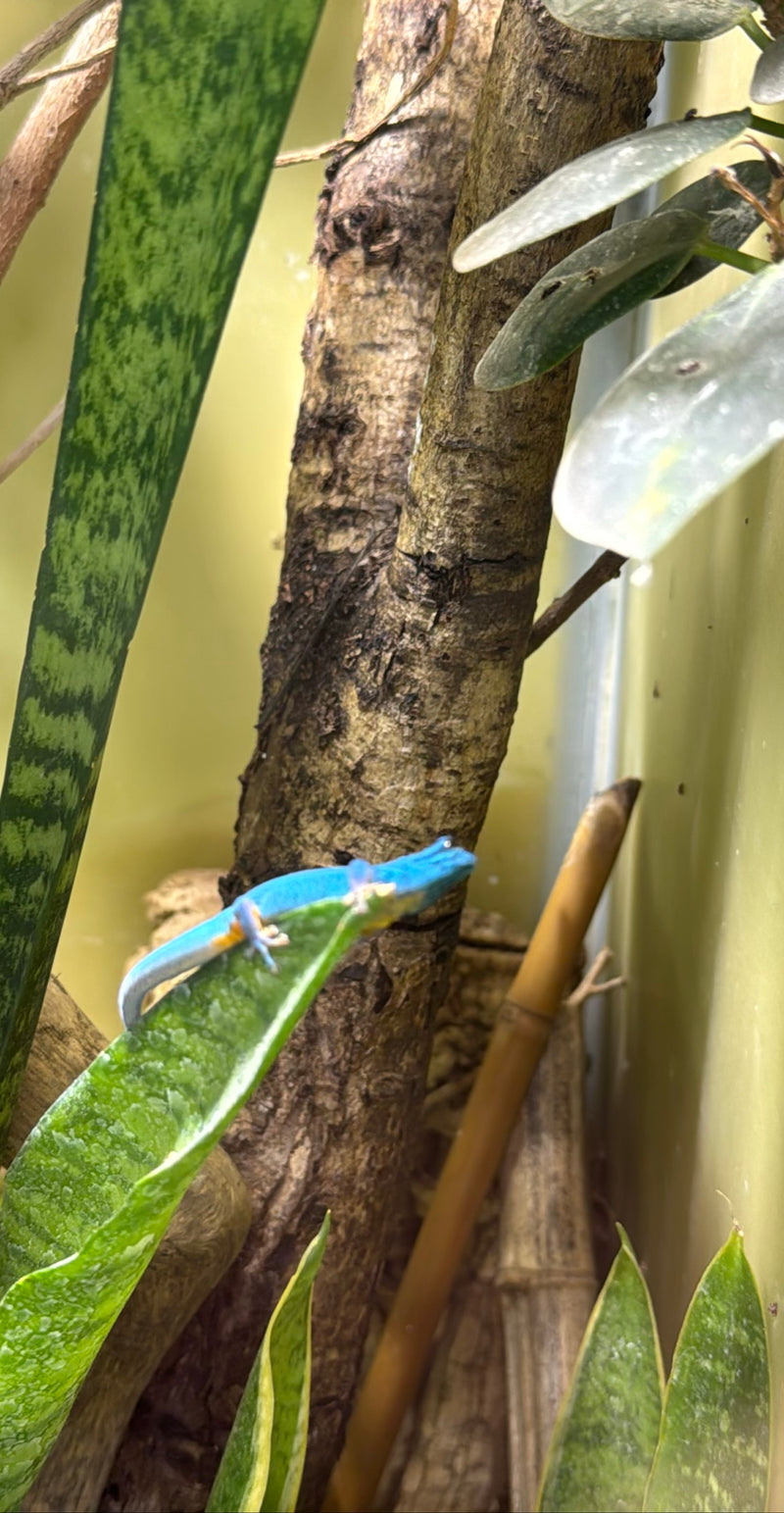 Gecko diurne nain bleu ciel — Bild 1