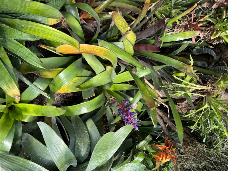Himmels-Aechmea — photo 1 sur 4