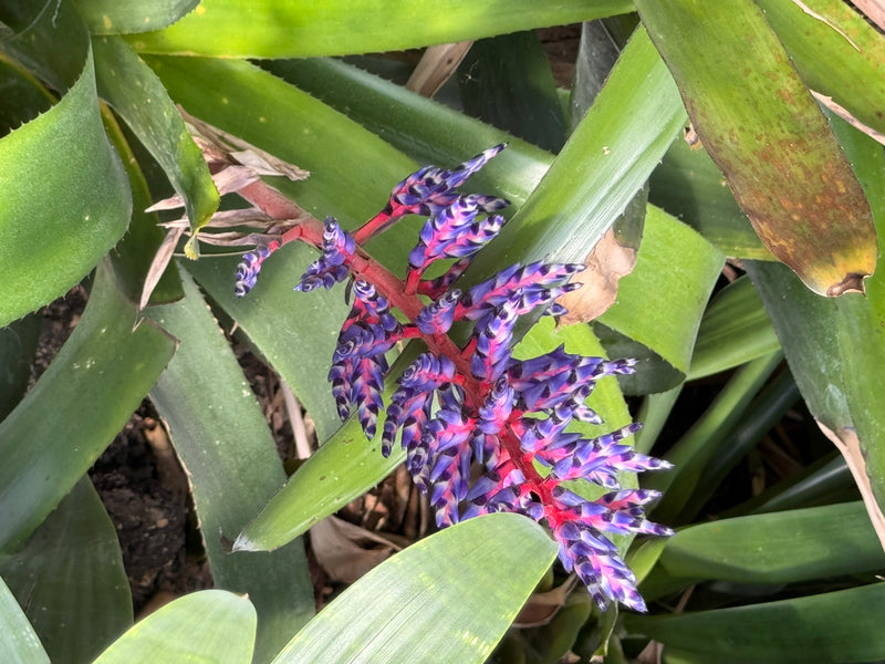 Himmels-Aechmea — photo 4 sur 4