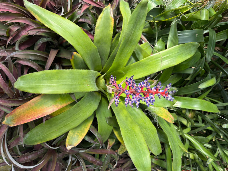 Himmels-Aechmea — photo 3 sur 4