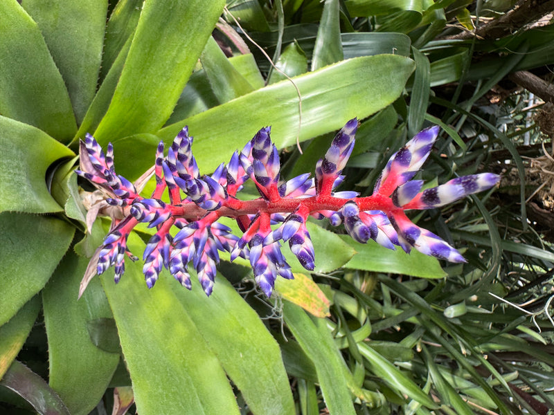 Himmels-Aechmea — photo 2 sur 4