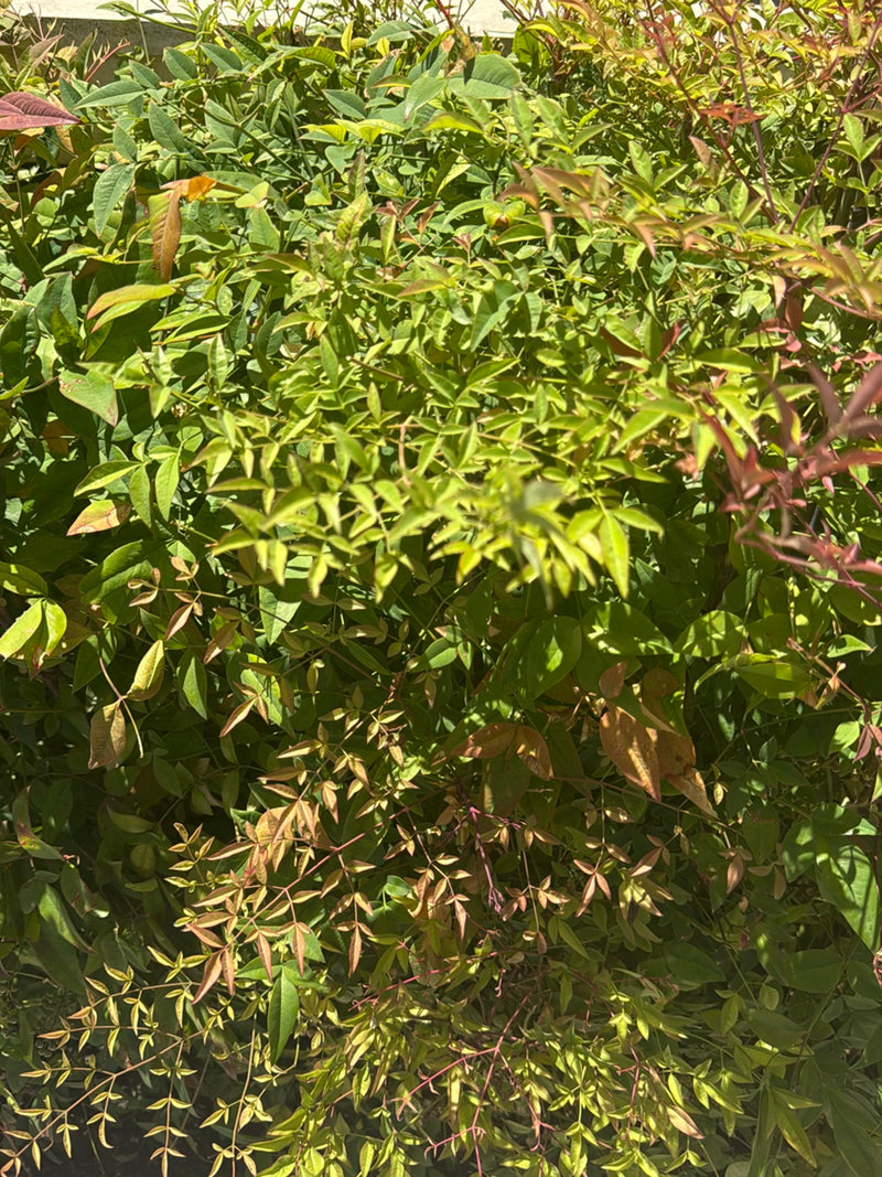 Bambou céleste — Bild 1