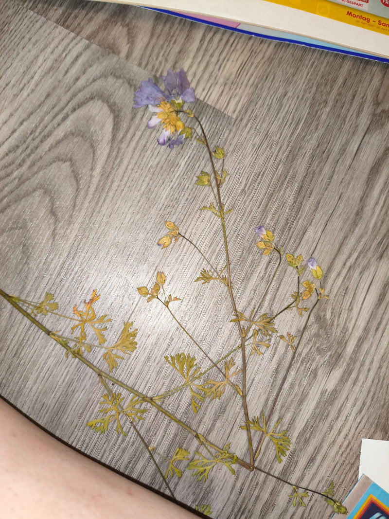 On peut voir une échelle de Jacob pressée reposant sur un sol en bois clair. La plante séchée montre ses feuilles pennées caractéristiques et ses fleurs bleu...