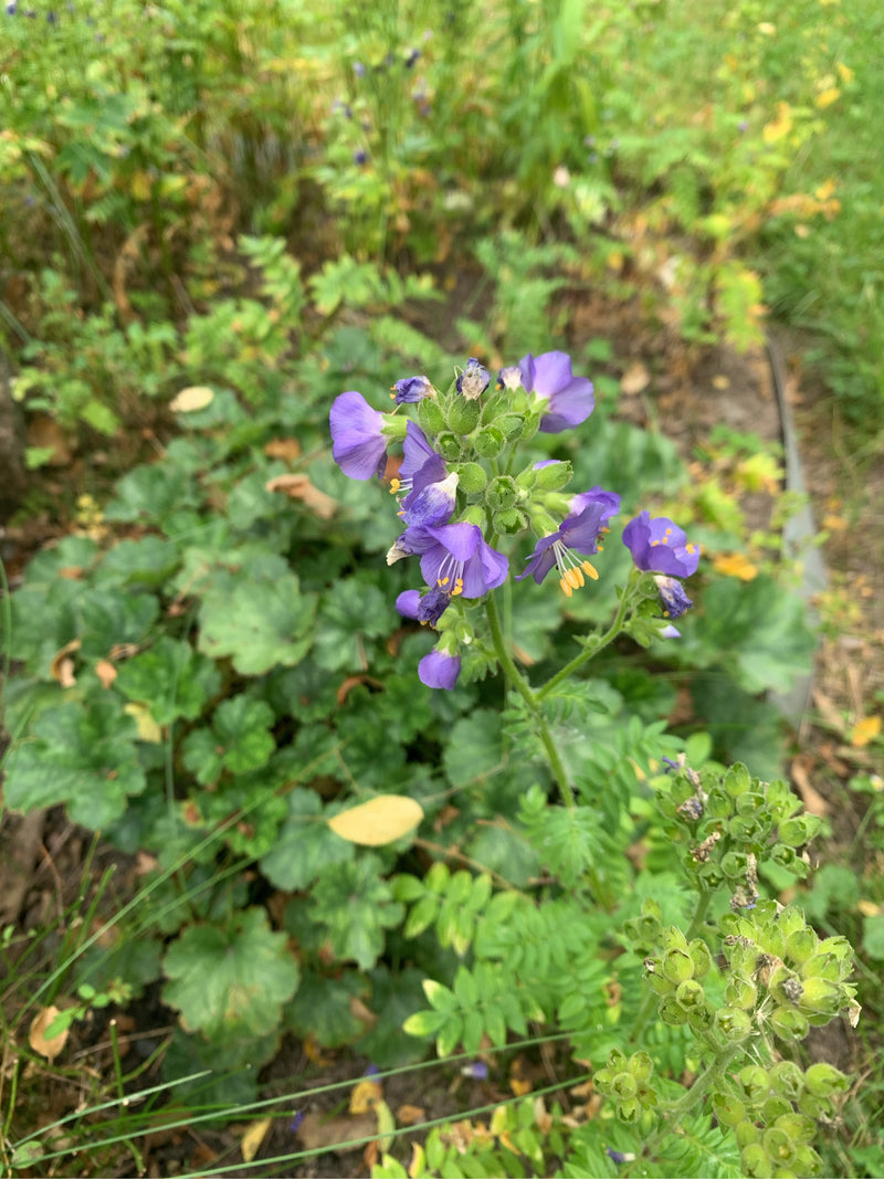 On peut voir une échelle de Jacob en fleurs avec des fleurs bleues caractéristiques et des feuilles pennées. La plante pousse dans un environnement naturel a...