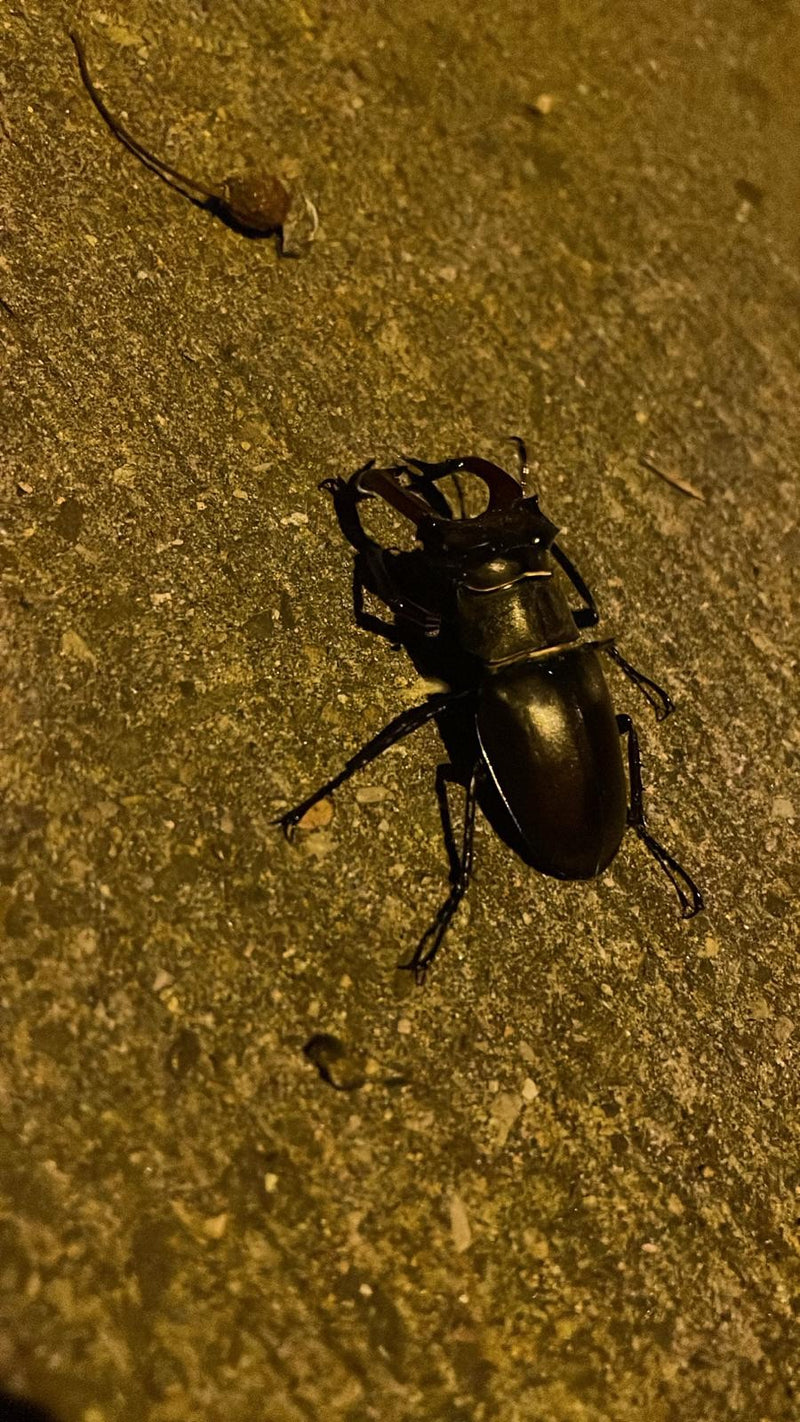 Coléoptère du cerf — Bild 3