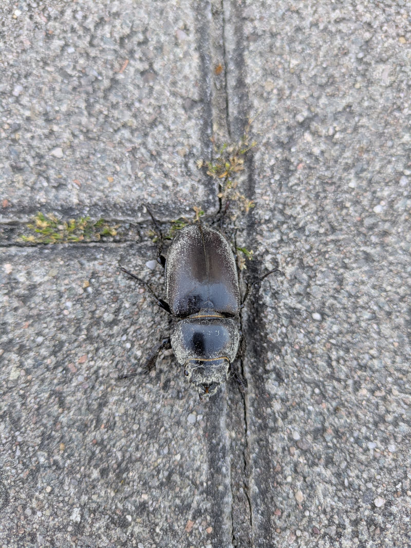 Coléoptère du cerf — Bild 5