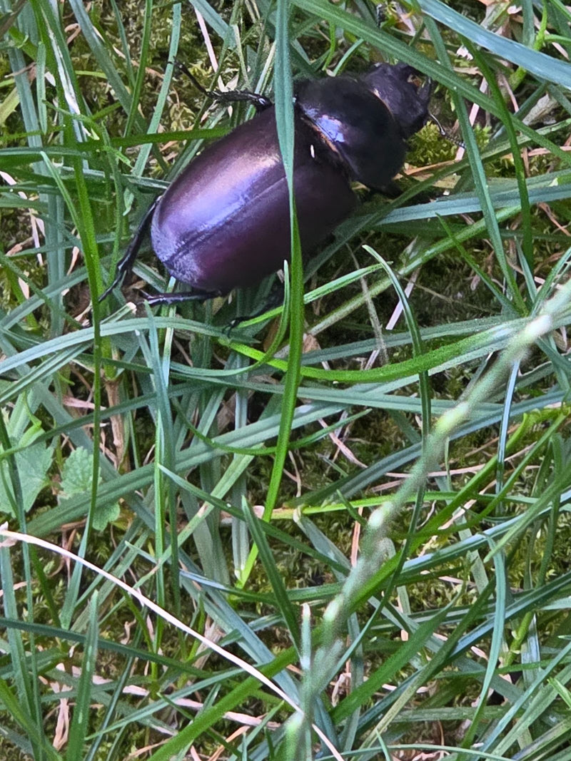 Une femelle de lucane cerf-volant est assise dans l'herbe verte au sol. L'insecte est visible d'en haut.