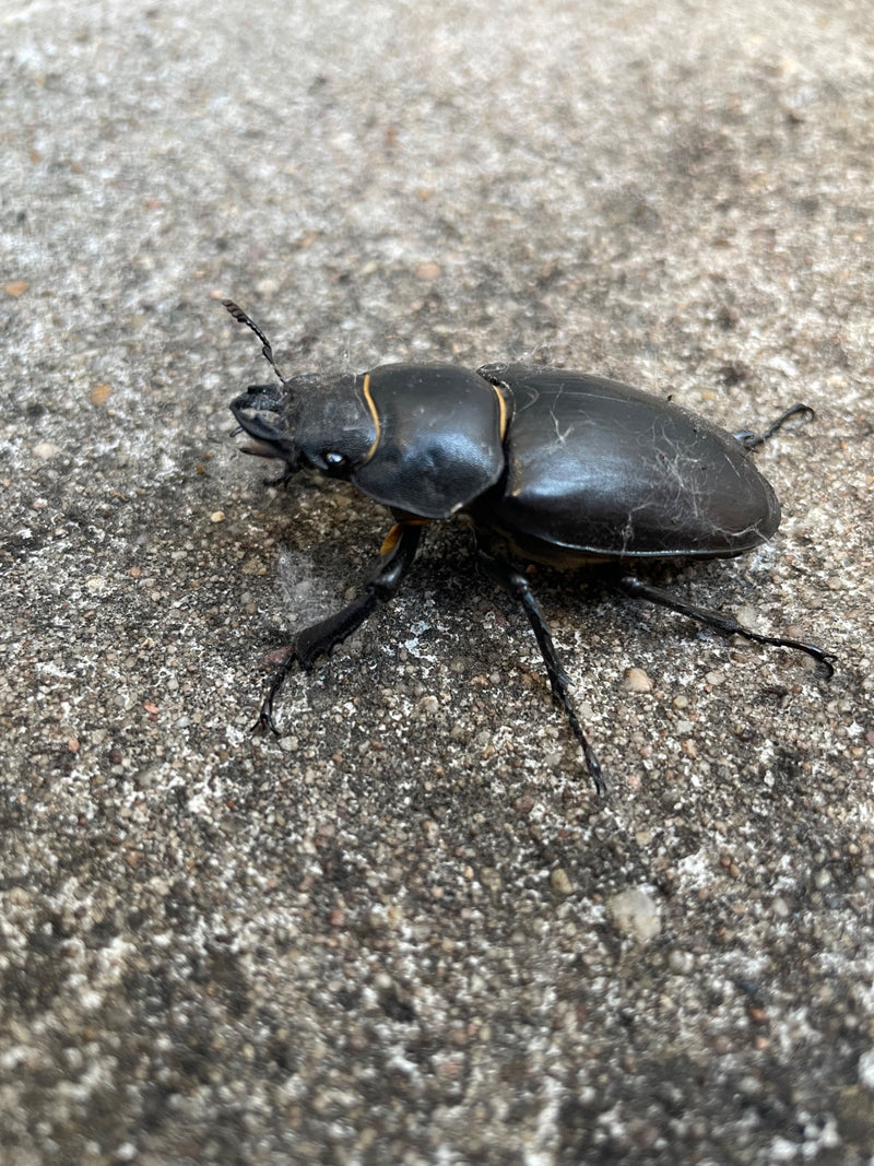 Coléoptère du cerf — Bild 4