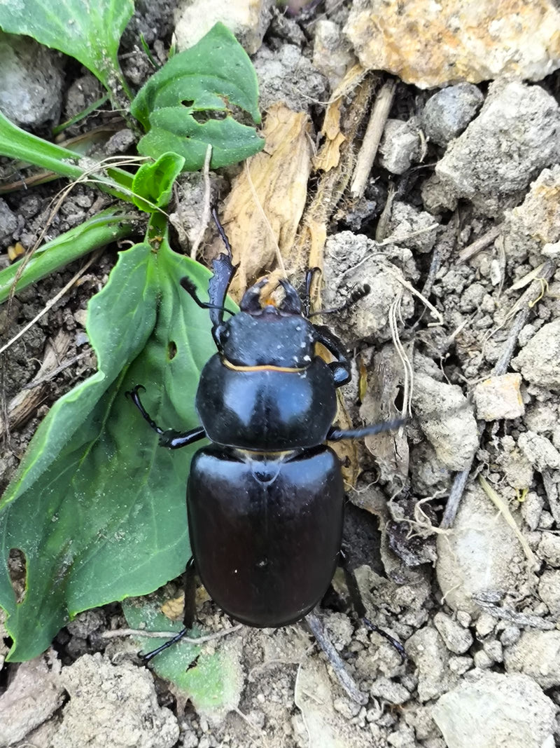 Une femelle lucane cerf-volant est posée sur le sol à côté de feuilles vertes. L'insecte est bien visible du dessus.