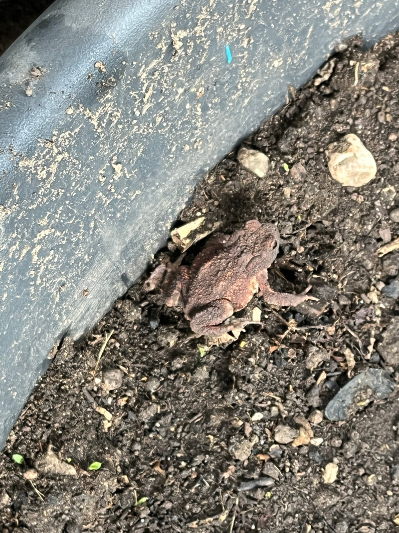 Coléoptère du cerf — photo 1 sur 21