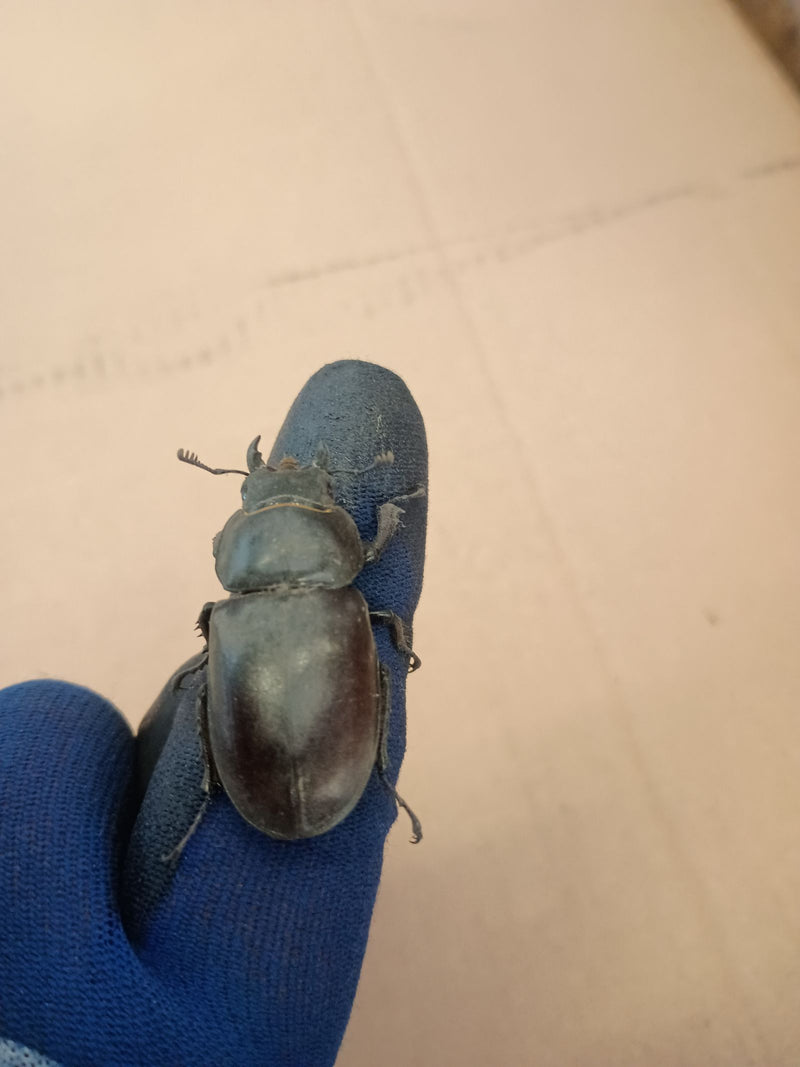 Coléoptère du cerf — Bild 2