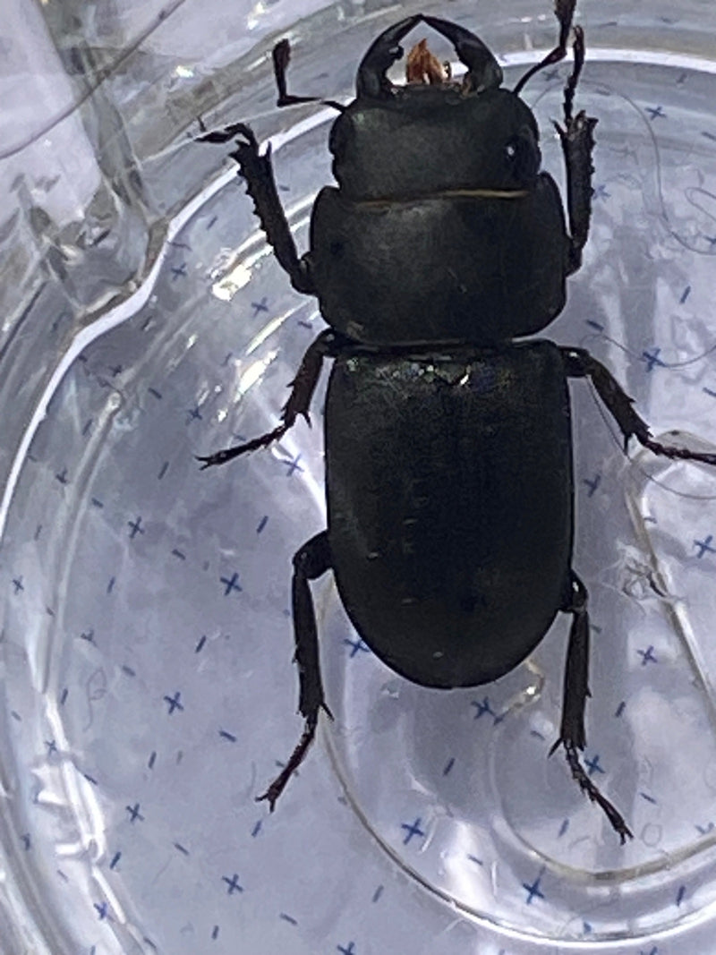 Coléoptère du cerf — Bild 1