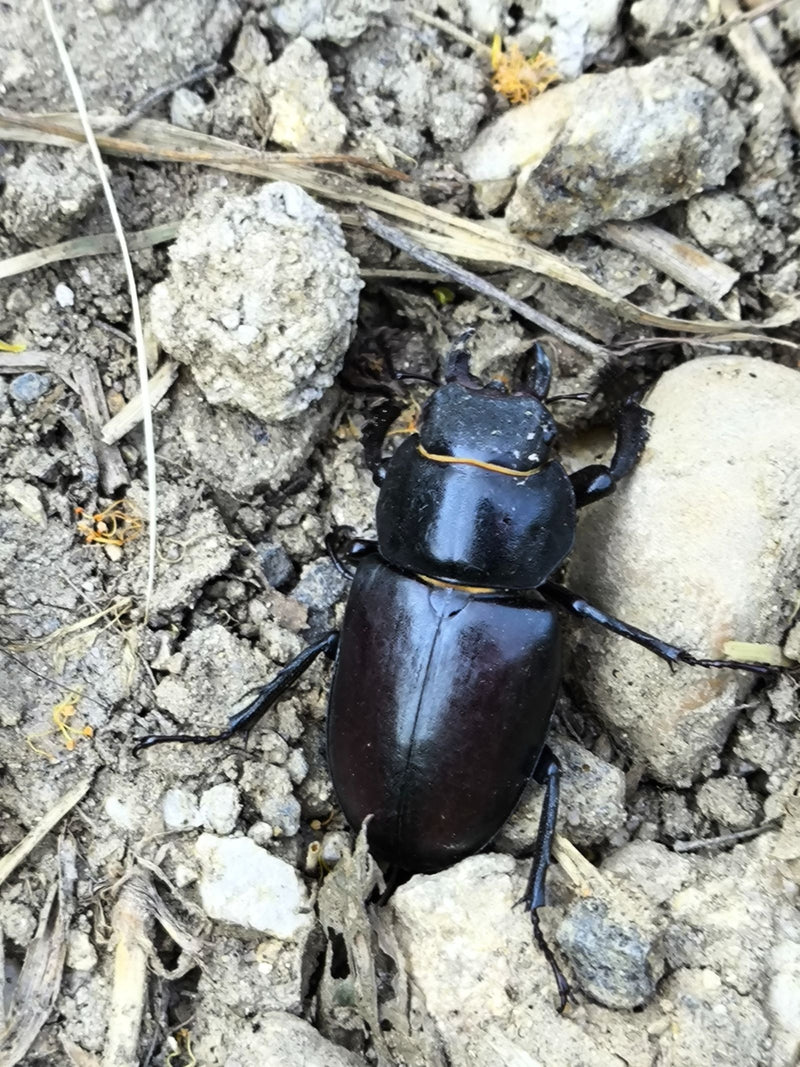 Un lucane cerf-volant femelle est posé sur un sol pierreux. On y voit les élytres brun foncé caractéristiques et le corps brillant.
