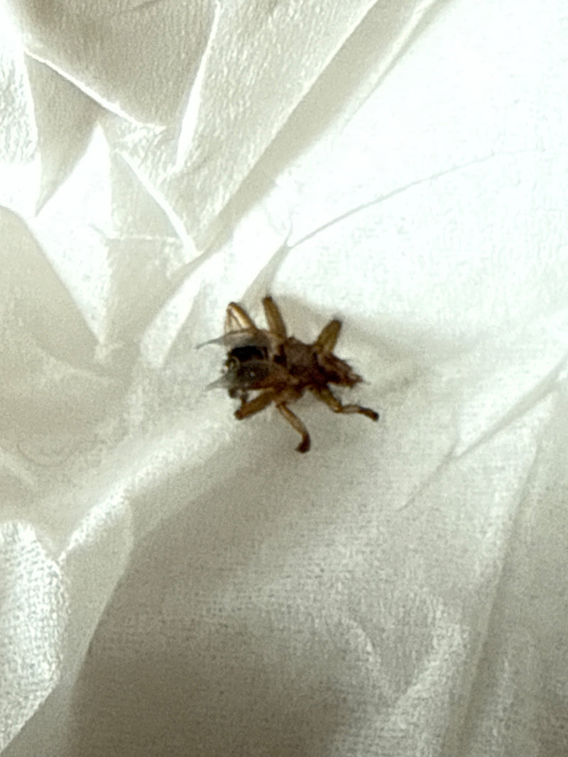 Mouche du pou du cerf — Bild 1