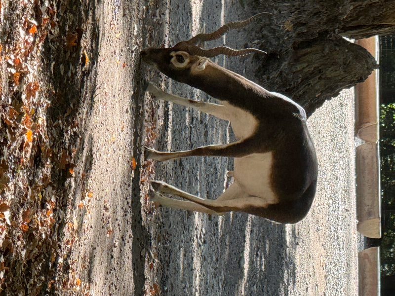 Hirschziegenantilope — photo 1 sur 4