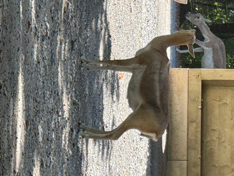 Hirschziegenantilope — photo 4 sur 4