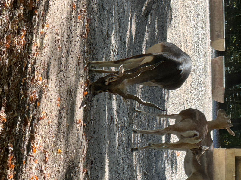 Hirschziegenantilope — photo 2 sur 4