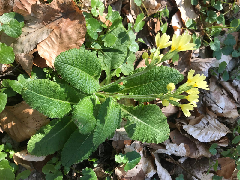 L'image montre une primevère élevée avec des feuilles caractéristiques ridées et des inflorescences jaunes. Elle pousse sur un sol forestier couvert de feuil...