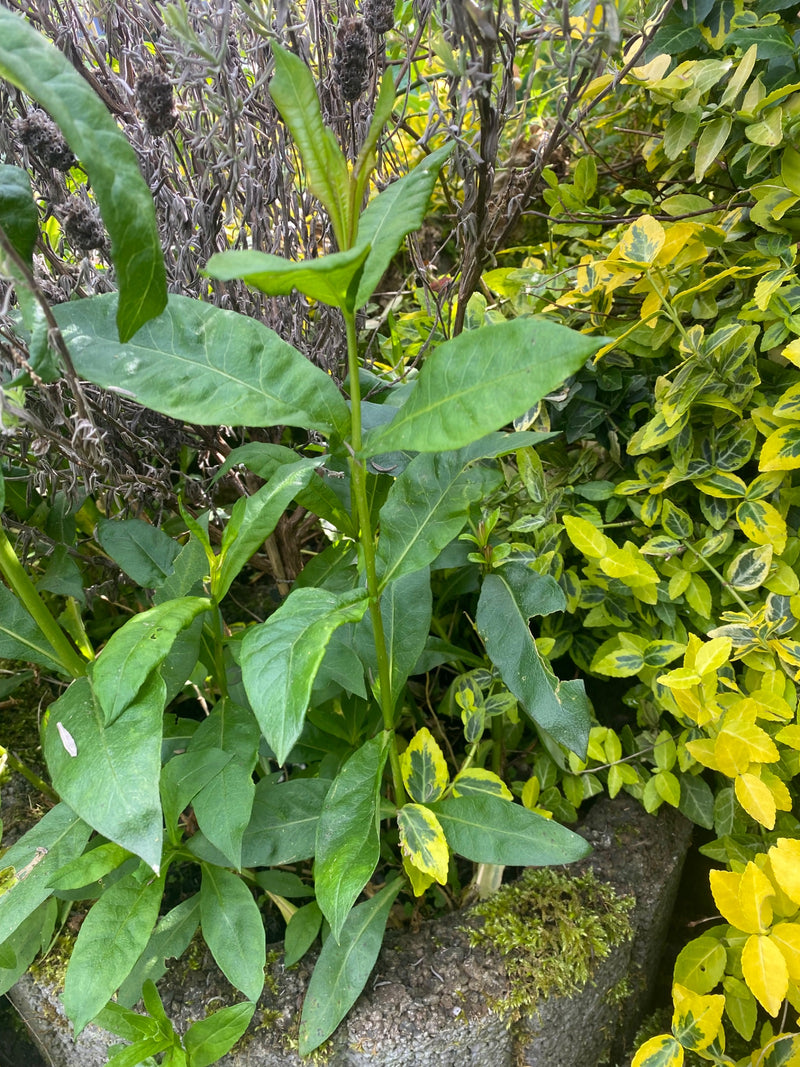 Grand phlox vivace — Bild 1