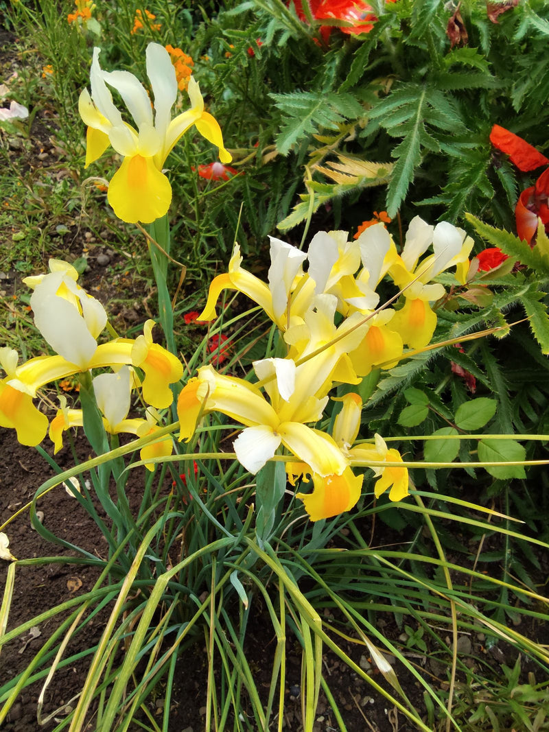 Iris hollandais — Bild 1