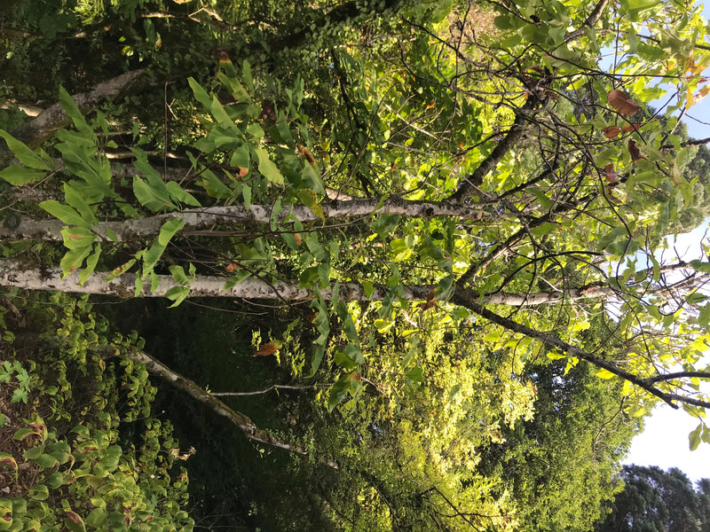 Honoki-Magnolie — photo 1 sur 3