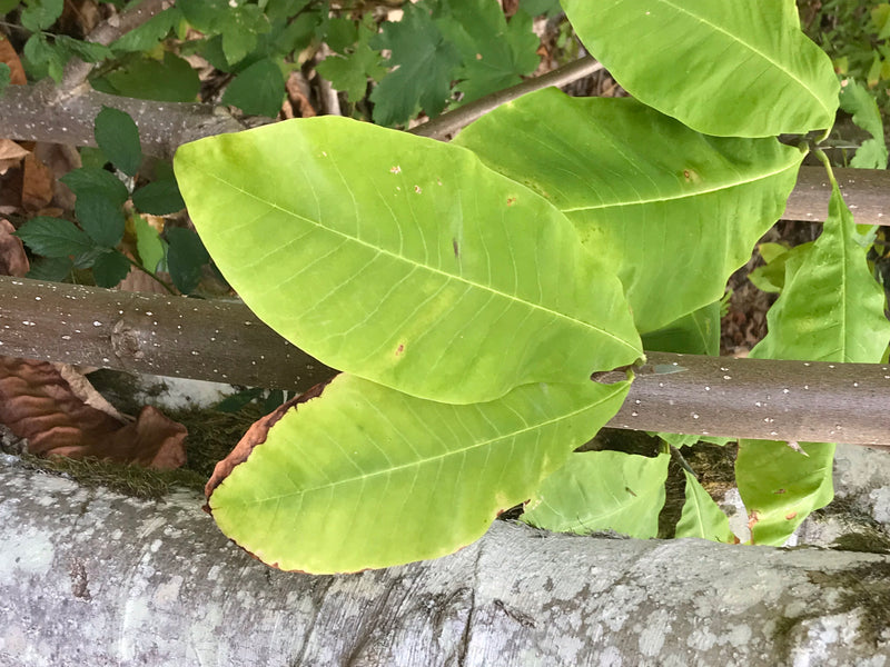 Honoki-Magnolie — photo 3 sur 3