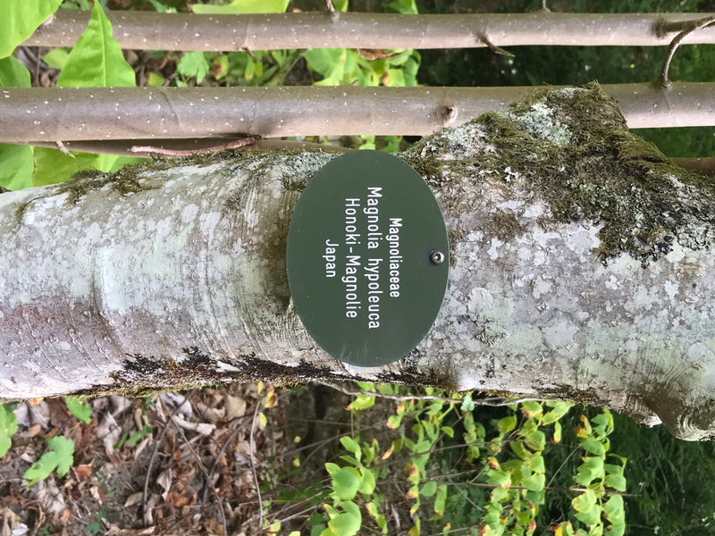 Honoki-Magnolie — photo 2 sur 3