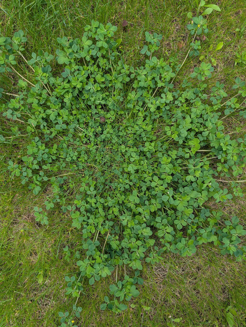 trèfle de houblon — Bild 1