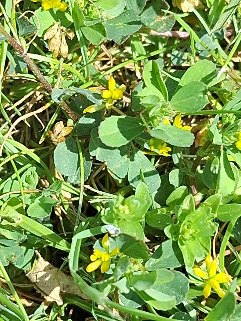 L'image montre les petites fleurs jaunes et les feuilles trifoliées typiques de la luzerne lupuline dans une prairie.