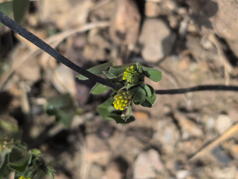L'image montre une lupuline en fleurs avec de petits capitules jaunes et des feuilles trifoliées. La plante pousse sur un sol aride avec des pierres.