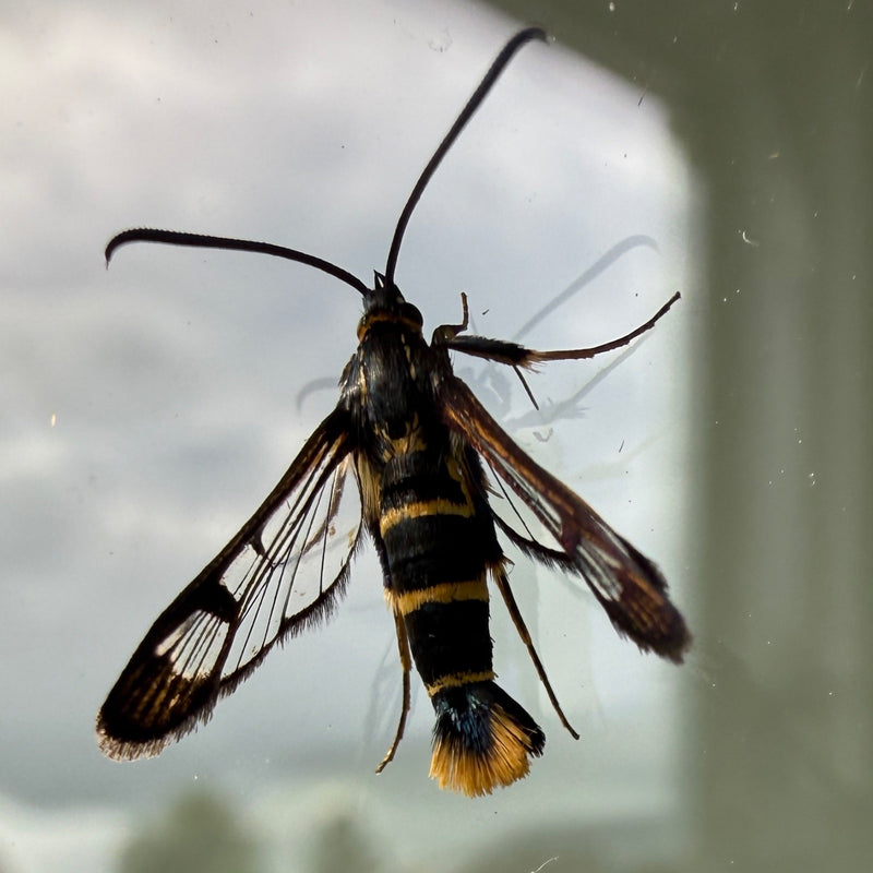 Frelon Aile De Verre — Bild 1