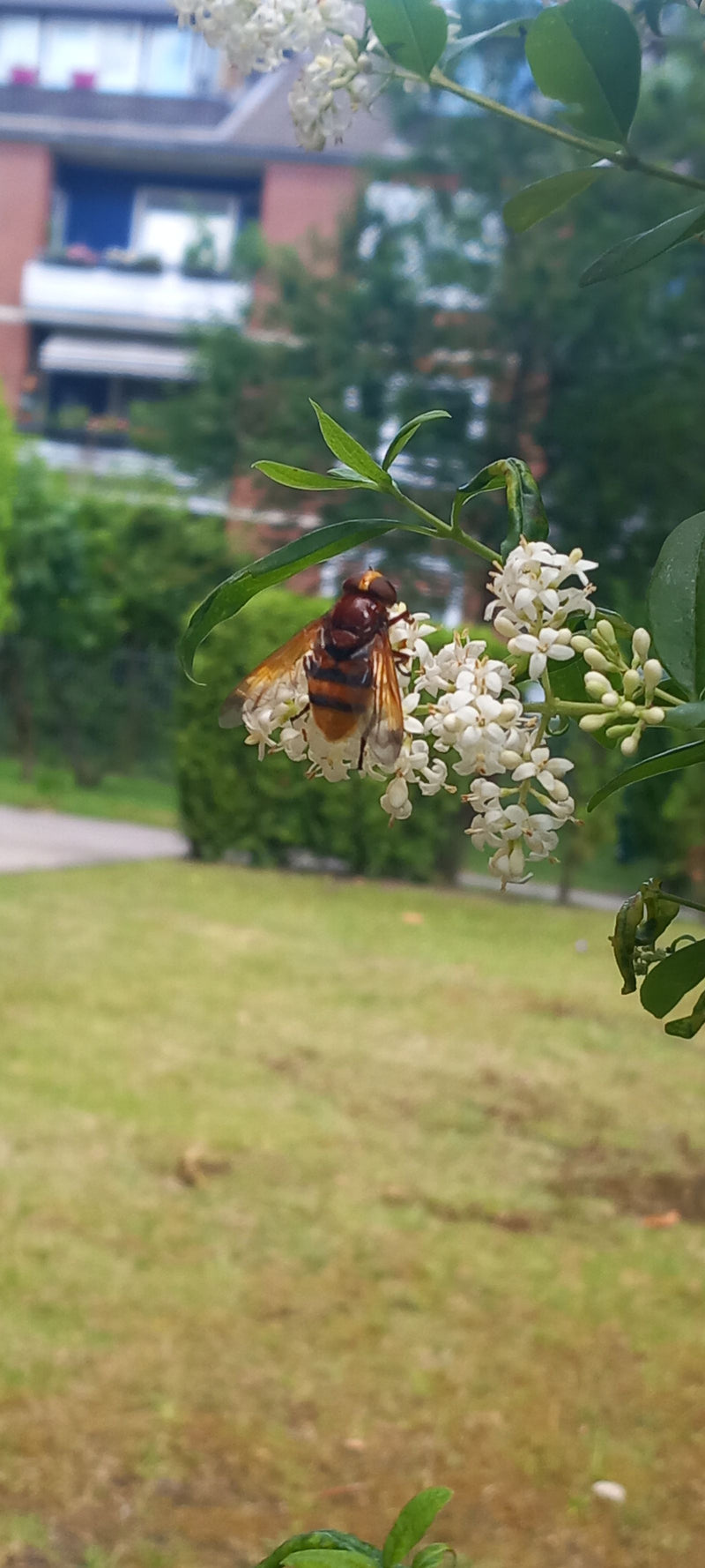Hoverfly frelon — Bild 2
