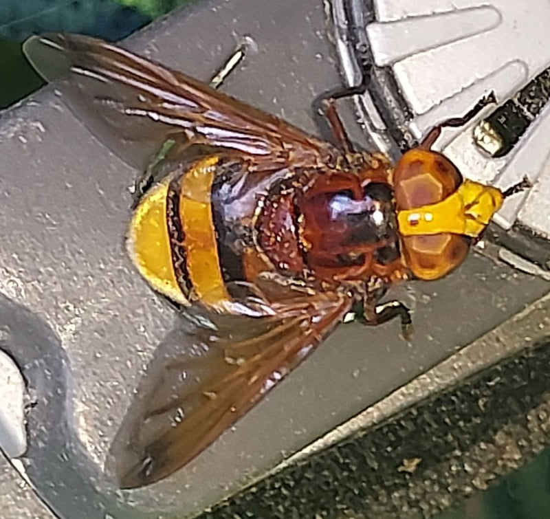 Hoverfly frelon — photo 2 sur 20