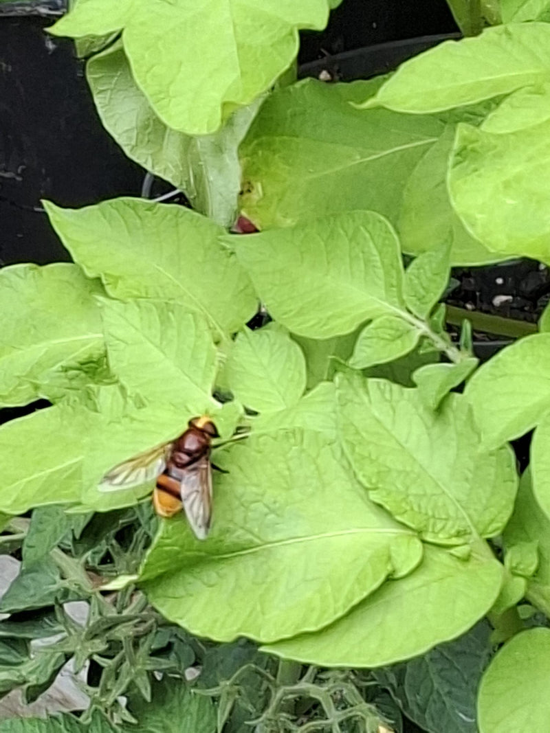 Hoverfly frelon — Bild 1