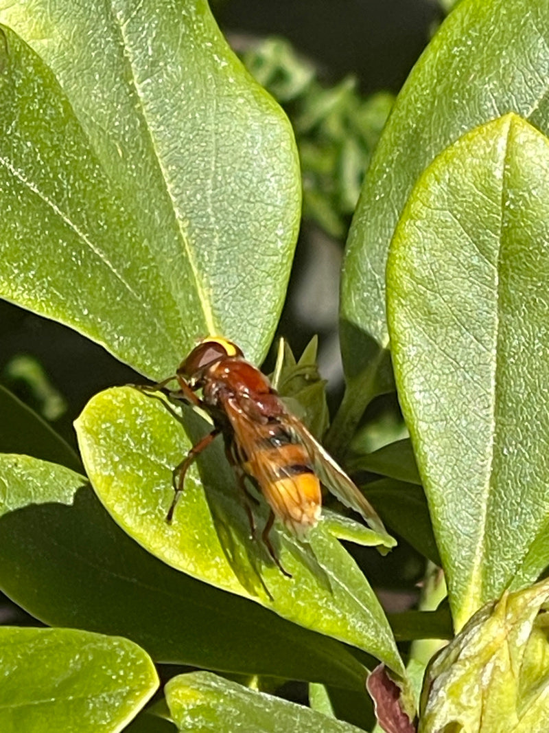 Une volucelle zonée est posée, vue de dessus, sur une feuille verte d'une plante.