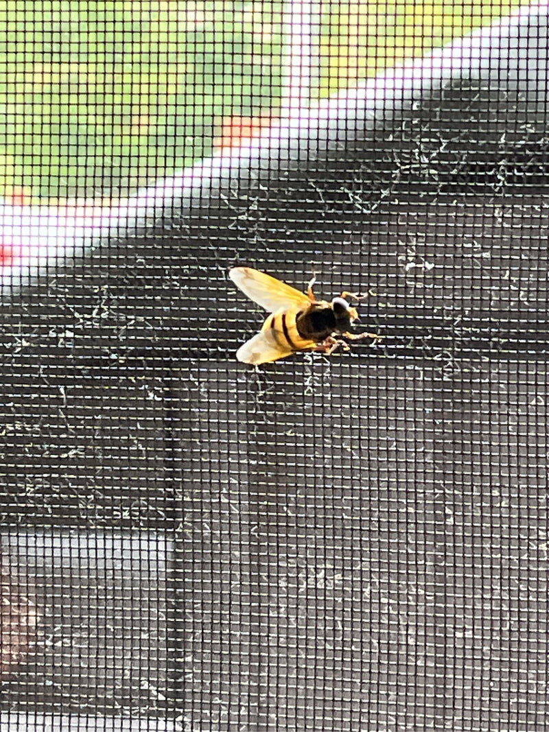 Hoverfly frelon — photo 1 sur 20