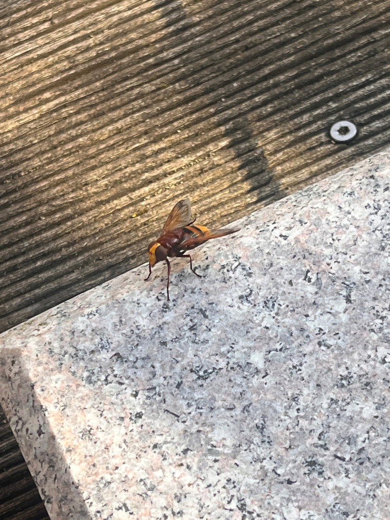 Hoverfly frelon — photo 4 sur 20