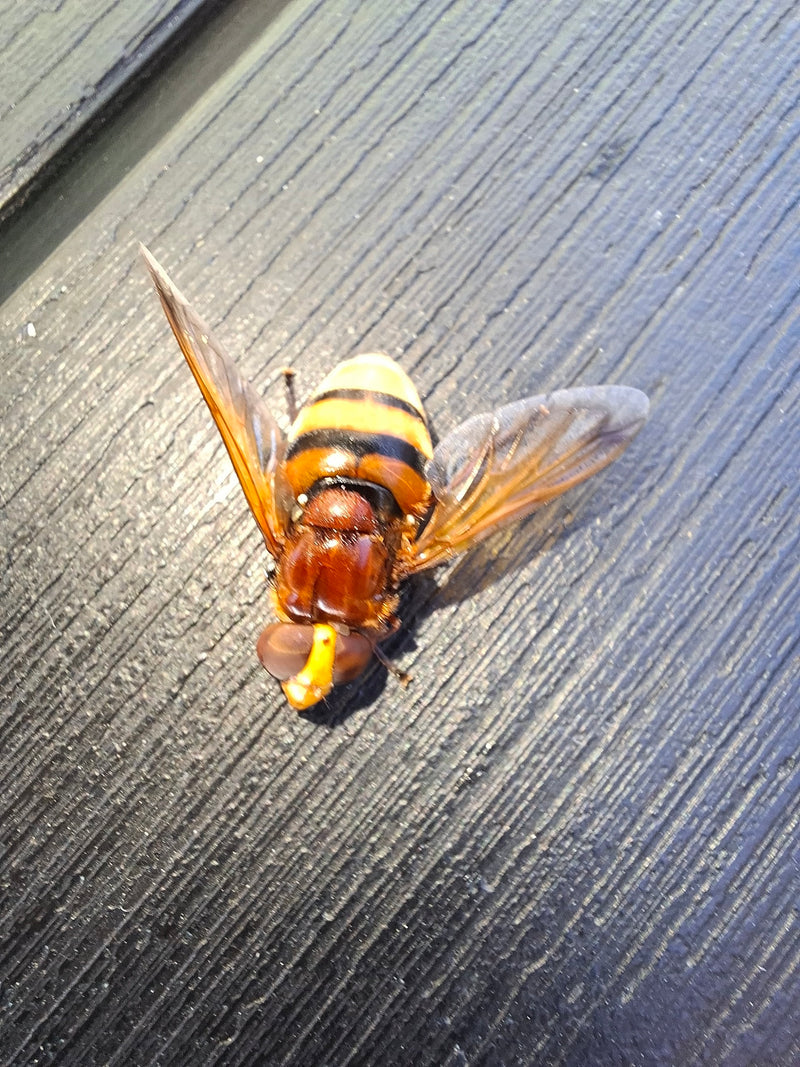Hoverfly frelon — photo 3 sur 20