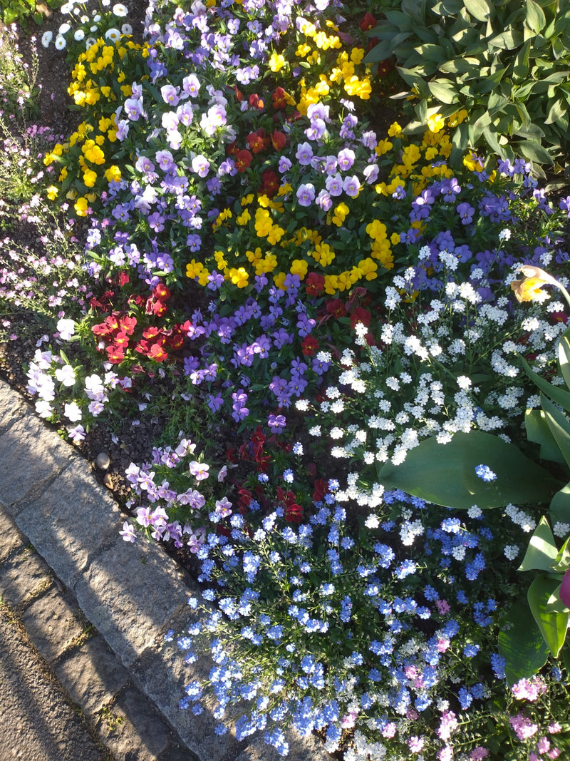 violettes cornues — Bild 2