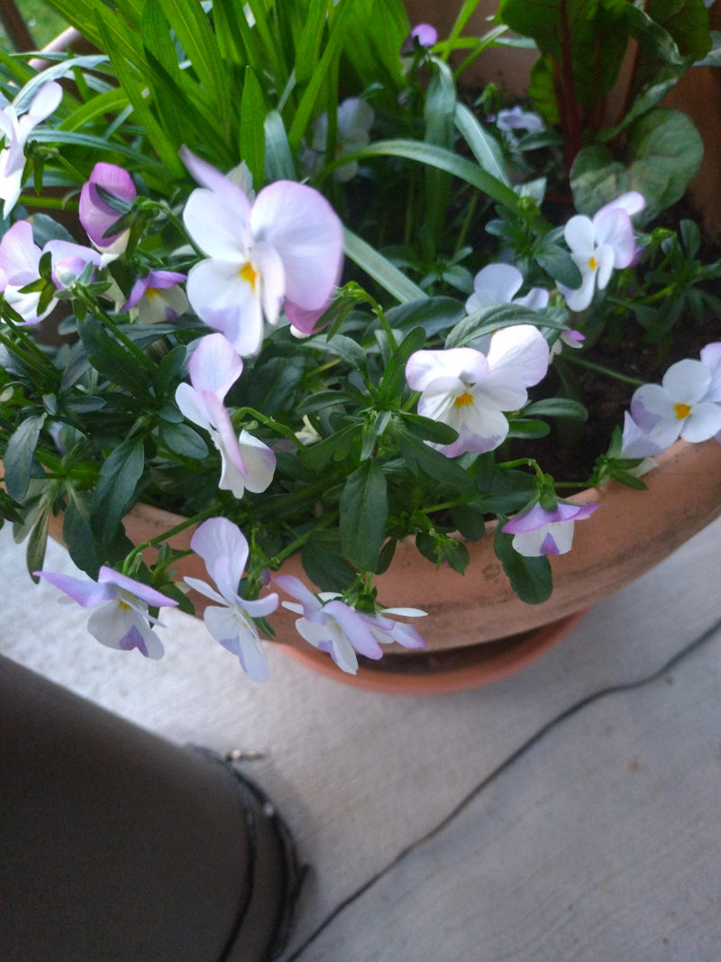 violettes cornues — Bild 1