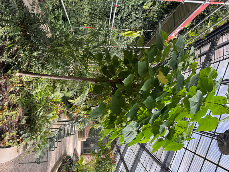 Hortensienbaum — photo 1 sur 1