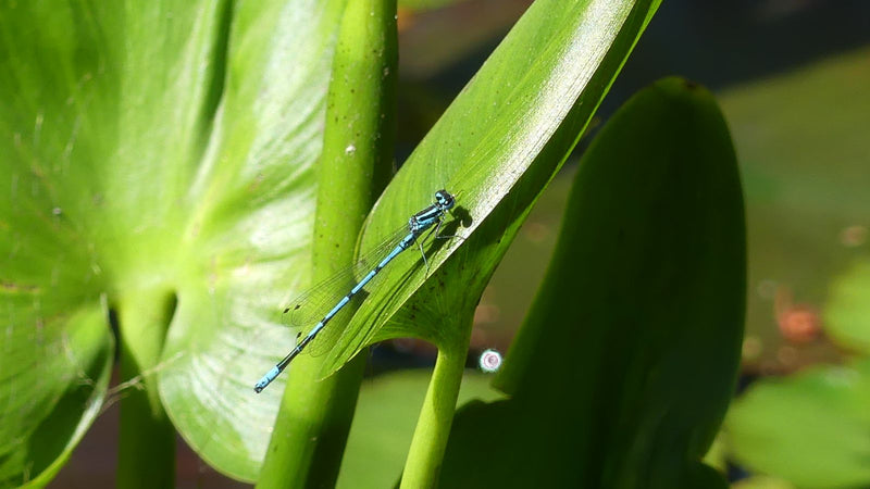 Fer à cheval azur demoiselle — Bild 1