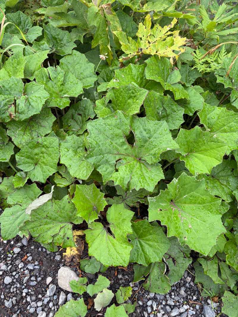 Tussilage — Bild 1